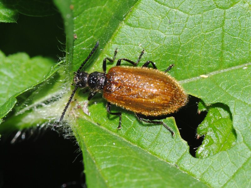 Id: Lagria hirta